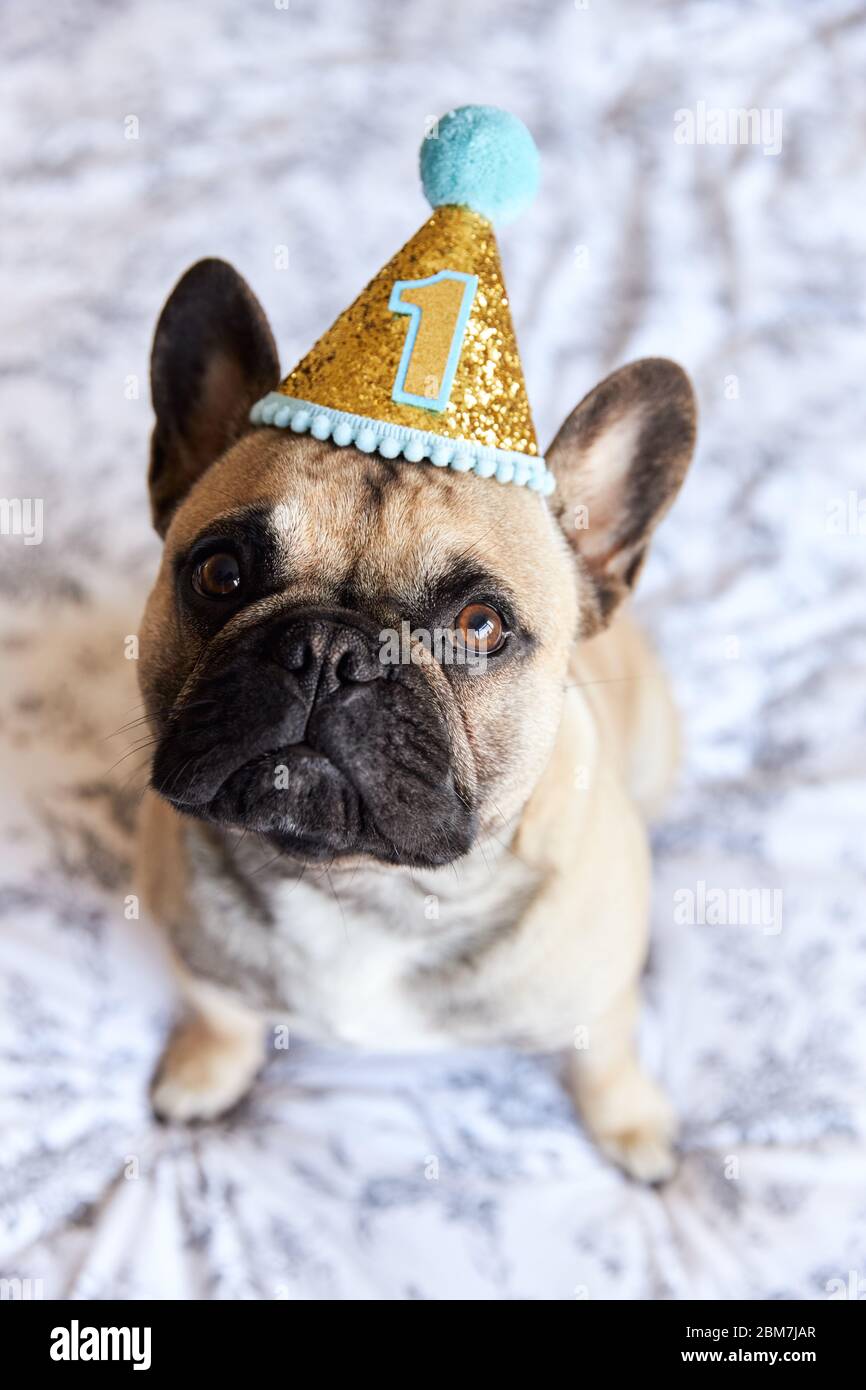 Geburtstagskarte Mit Französischer Bulldogge – Personalisierbar, A5, Inkl. Umschlag