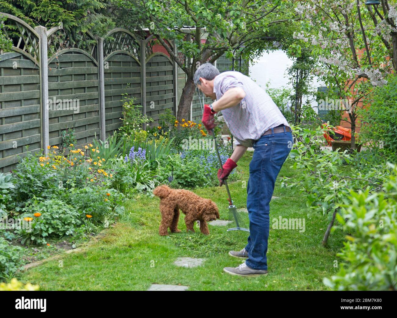 Ein liebenswert flauschige Pudel Welpen spielt mit einem Rechen, als ein Mann mittleren Alters versucht, seinen Garten Rasen zu rechen Stockfoto