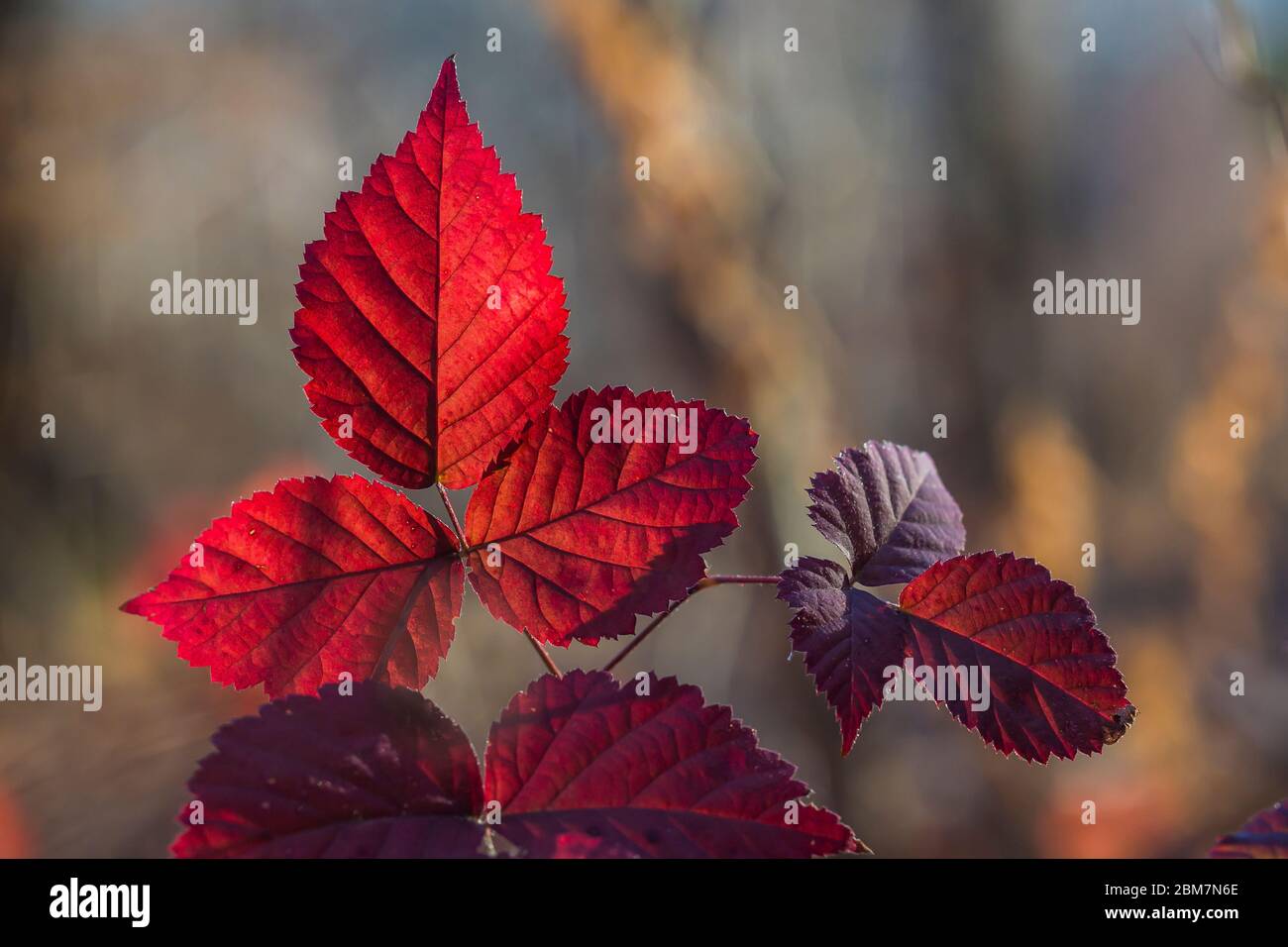 Hinterleuchtete scharlachrote Blätter von Rubus sp., vielleicht eine Dewberry-Art, entlang eines Pfades im Blandford Nature Center, Grand Rapids, Michigan, USA Stockfoto