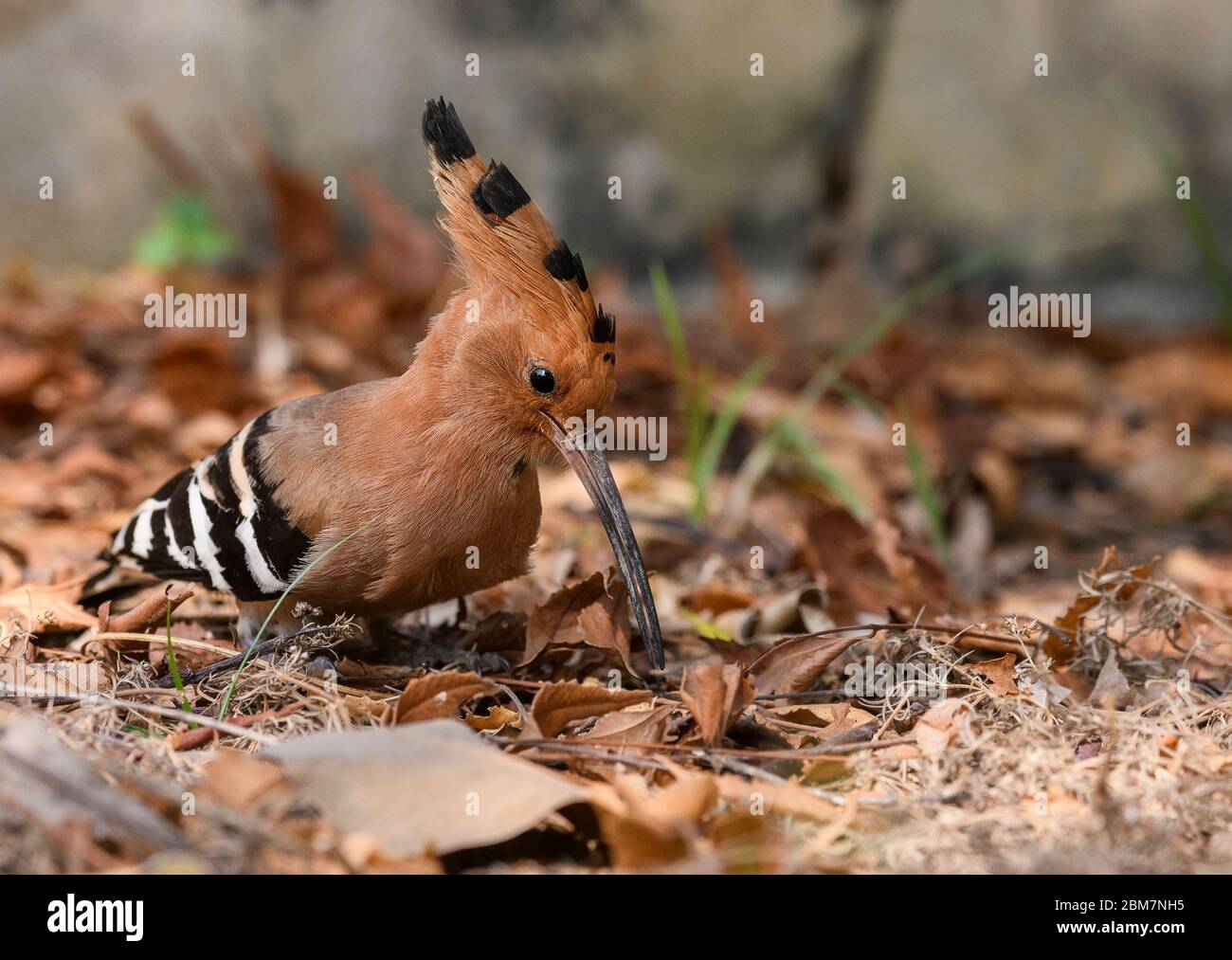 Eurasischer Wiedehopf, wandernde Erde, in allen Dingen der Natur gibt es etwas wunderbares... Stockfoto