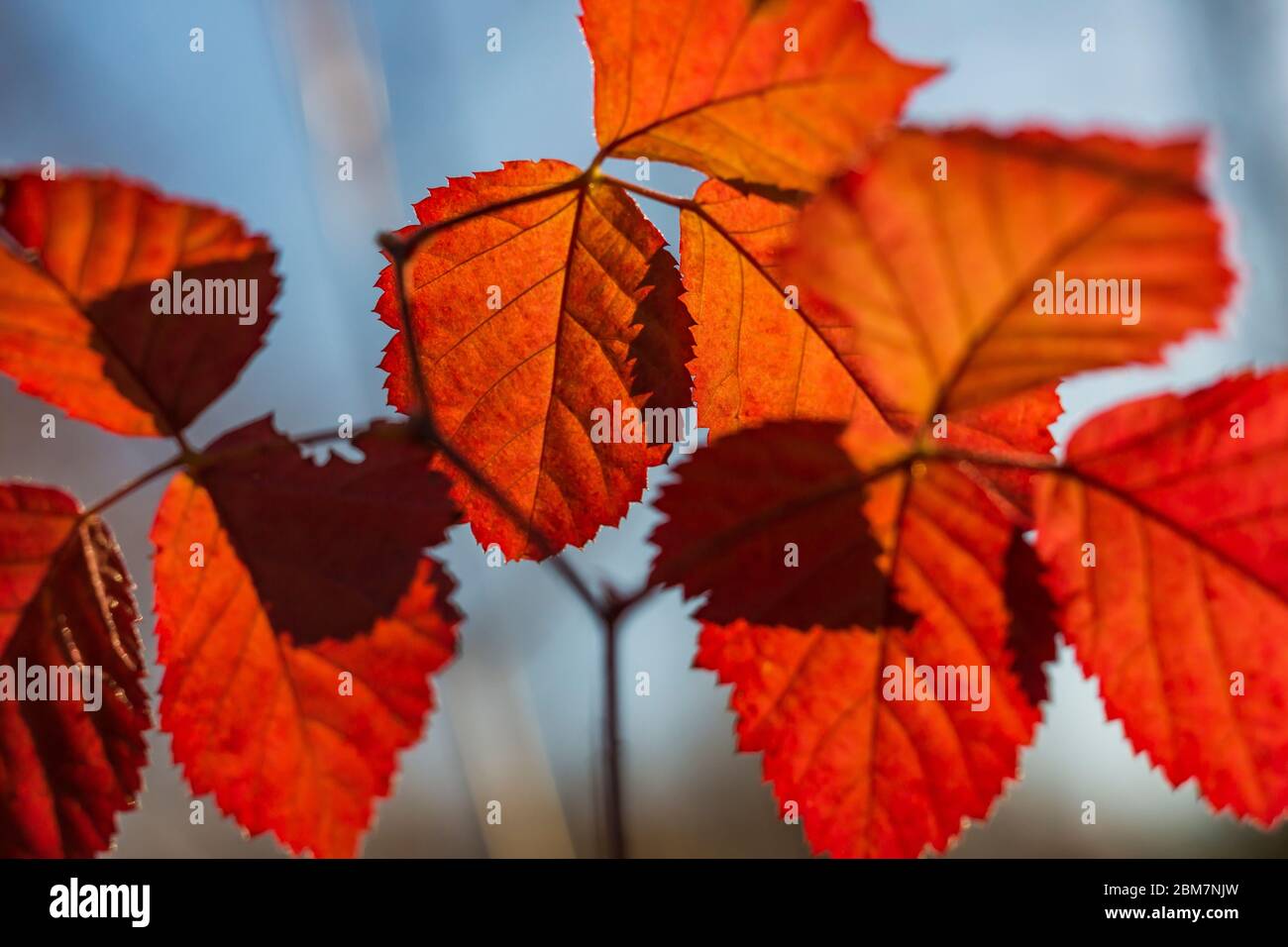 Hinterleuchtete scharlachrote Blätter von Rubus sp., vielleicht eine Dewberry-Art, entlang eines Pfades im Blandford Nature Center, Grand Rapids, Michigan, USA Stockfoto