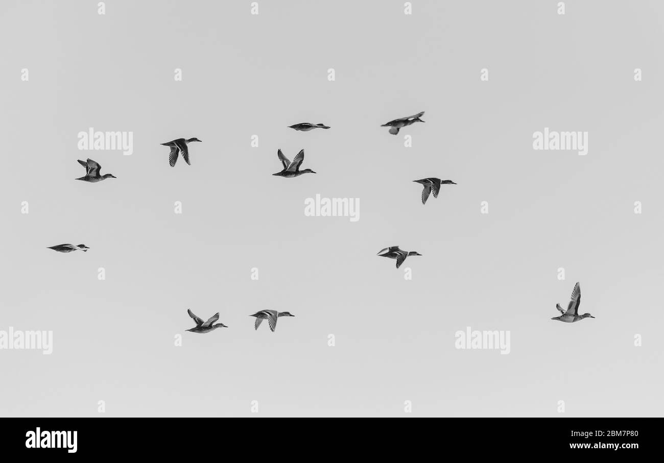 Überwinternde Vögel im Wasser - viele wandernde Wildenten auf dem Land Wasserloch EINE Konferenz von wandernden Enten am Ufer eines Süßwasser-Teich Stockfoto