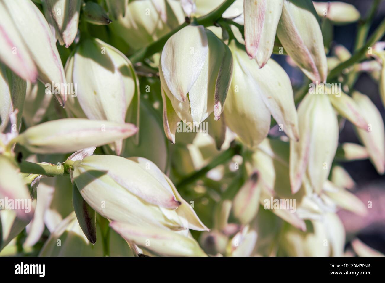 Soaptree Yucca, Yucca Elata blüht im amerikanischen Südwesten aus nächster Nähe. Stockfoto