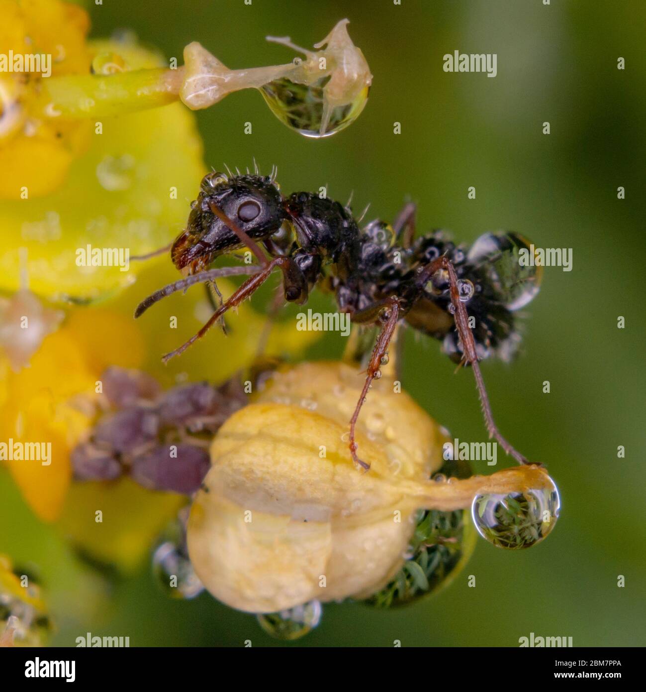 Ameise auf gelbe Blume Magie Wassertropfen Reflexion Stockfoto