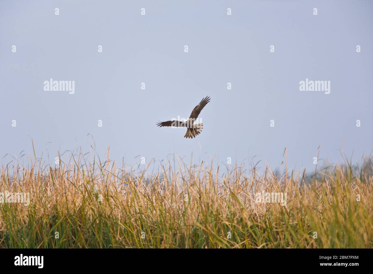 Aguilucho lagunero (Circus aeruginosus) Stockfoto