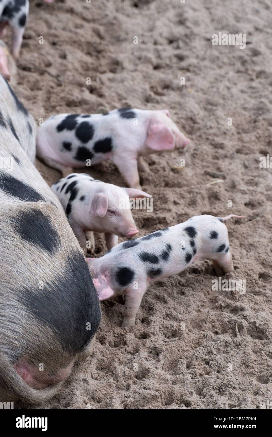 Niedliche Schweinchen füttern Stockfoto