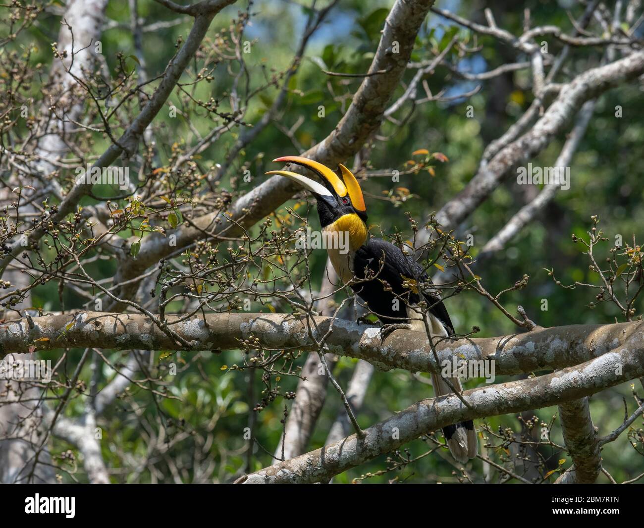 Ein faszinierender ikonischer Vogel, der immer wieder in den Himmel rollt!! Ein visueller Leckerbissen von großen indischen Hornbill in nelliyampathy Hügeln Stockfoto