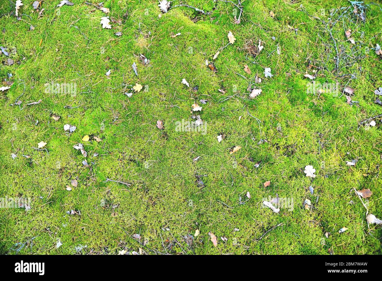 Grünes Waldmoos mit verwelkten Blättern in der Nähe für kreative und kreative Kunst Hintergrund Stockfoto