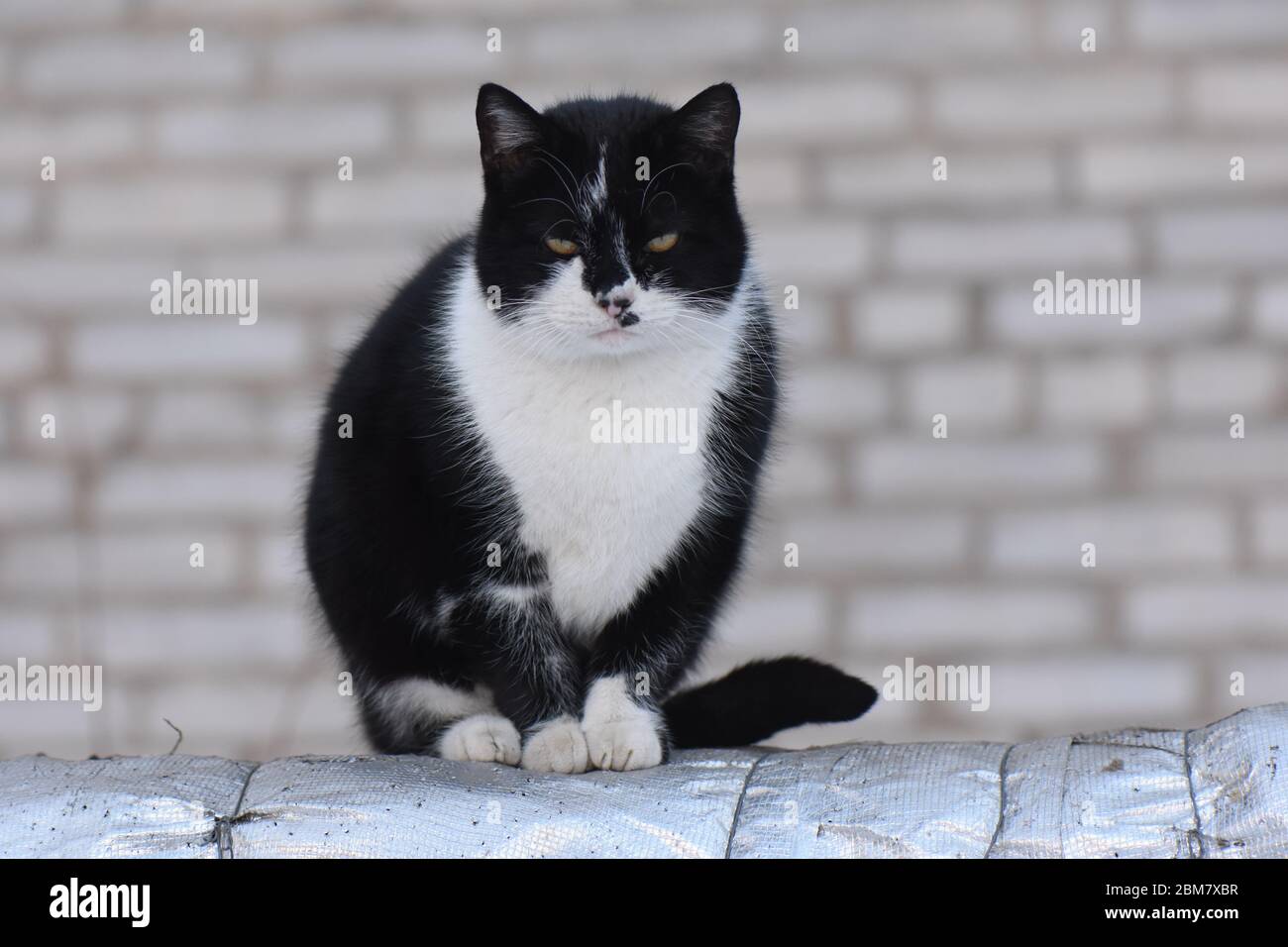 Black And White cat Stockfoto