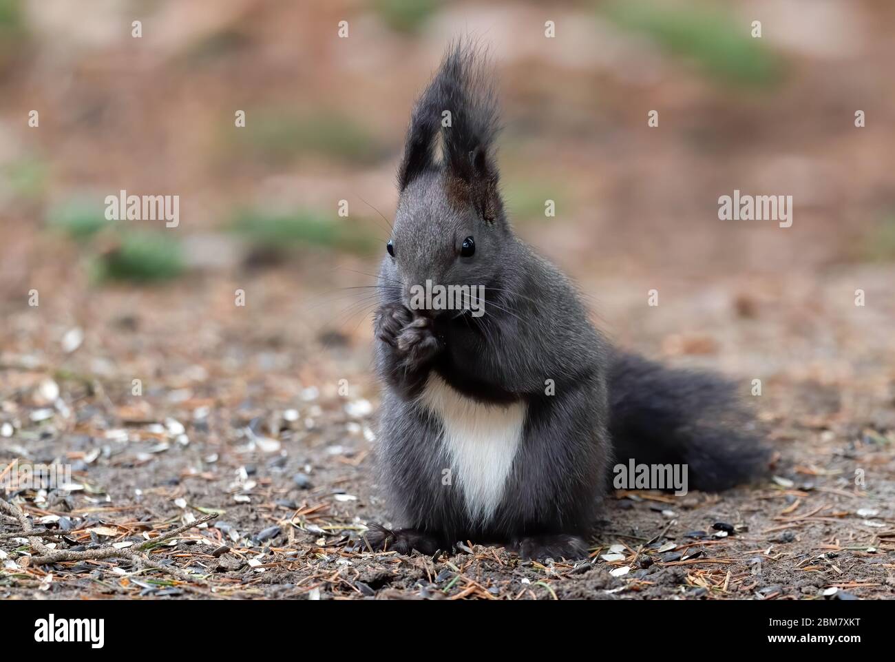 Eurasisches Rotes Eichhörnchen - Sciurus vulgaris, schönes beliebtes Kleinsäugetier aus europäischen Gärten und Wäldern, Zlin, Tschechische Republik. Stockfoto