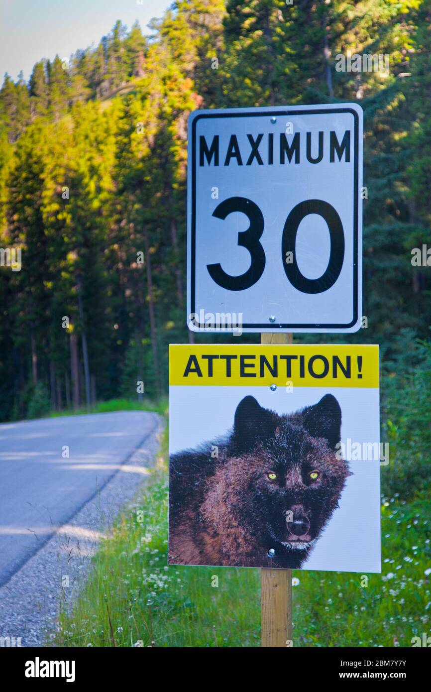 Straßenschild im Banff National Park Warnung vor Wölfen in der Gegend Stockfoto