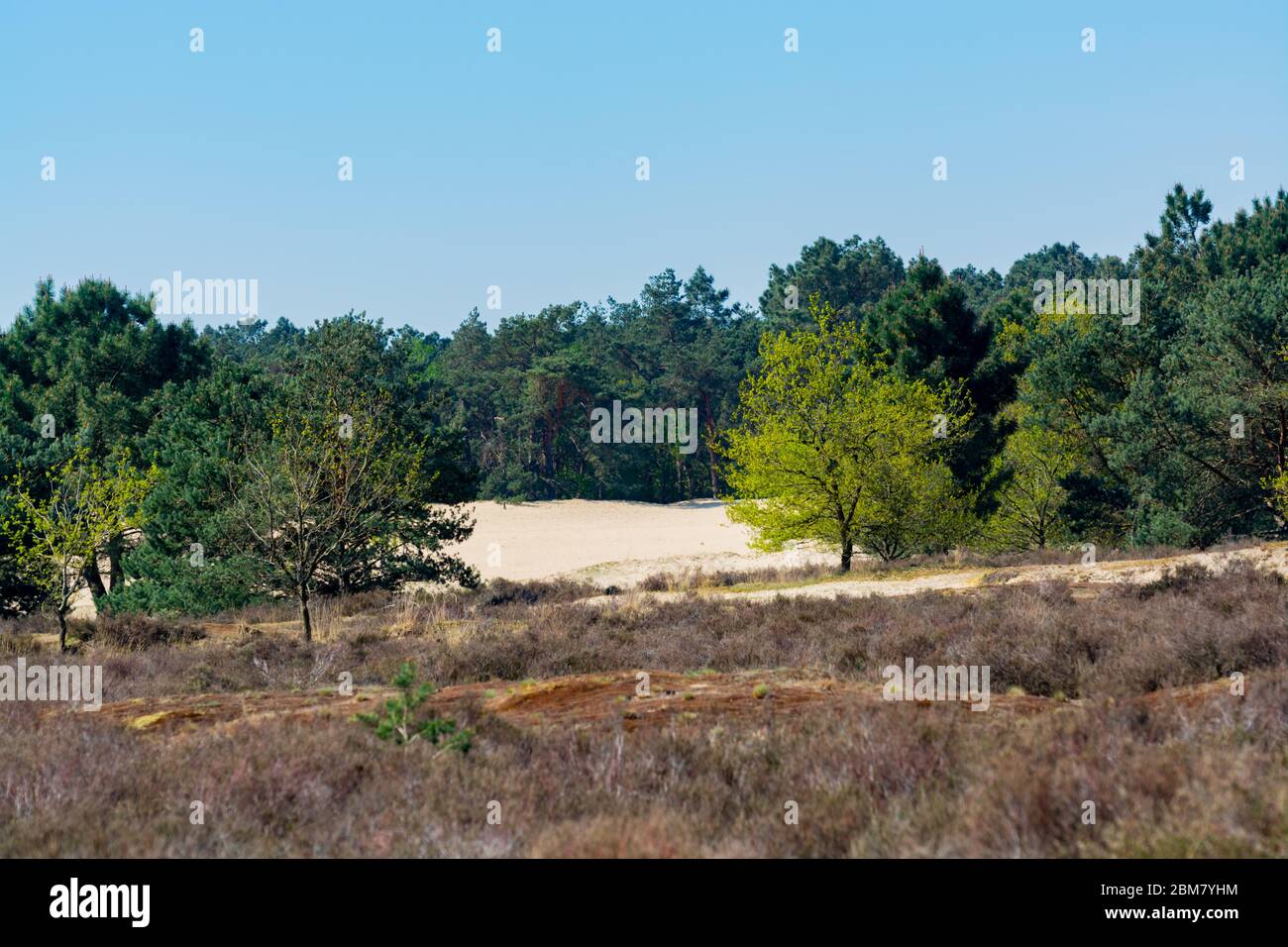 Wüste Naturlandschaften im Nationalpark De Loonse en Drunense Duinen, Nordbrabant, Niederlande bei schönem Tag Stockfoto