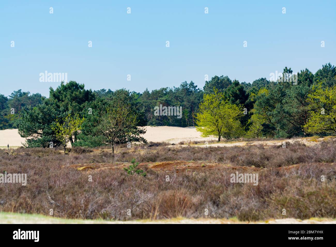 Wüste Naturlandschaften im Nationalpark De Loonse en Drunense Duinen, Nordbrabant, Niederlande bei schönem Tag Stockfoto