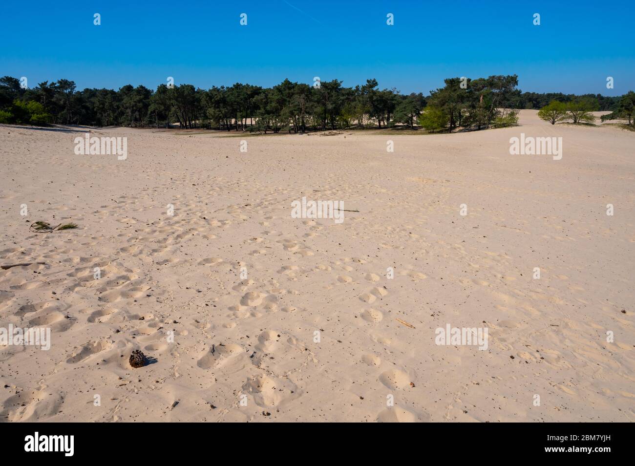 Wüste Naturlandschaften im Nationalpark De Loonse en Drunense Duinen, Nordbrabant, Niederlande bei schönem Tag Stockfoto