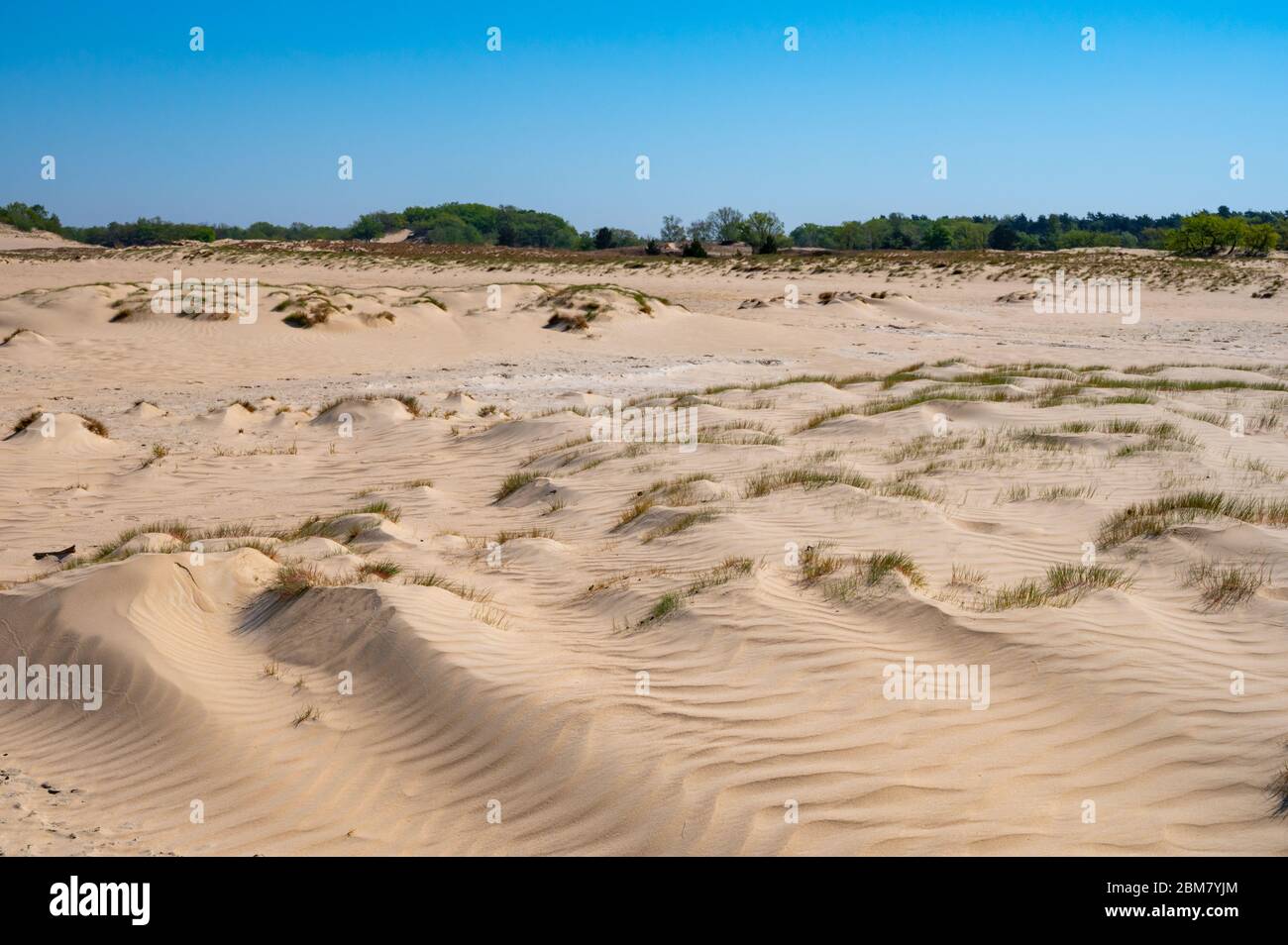 Wüste Naturlandschaften im Nationalpark De Loonse en Drunense Duinen, Nordbrabant, Niederlande bei schönem Tag Stockfoto