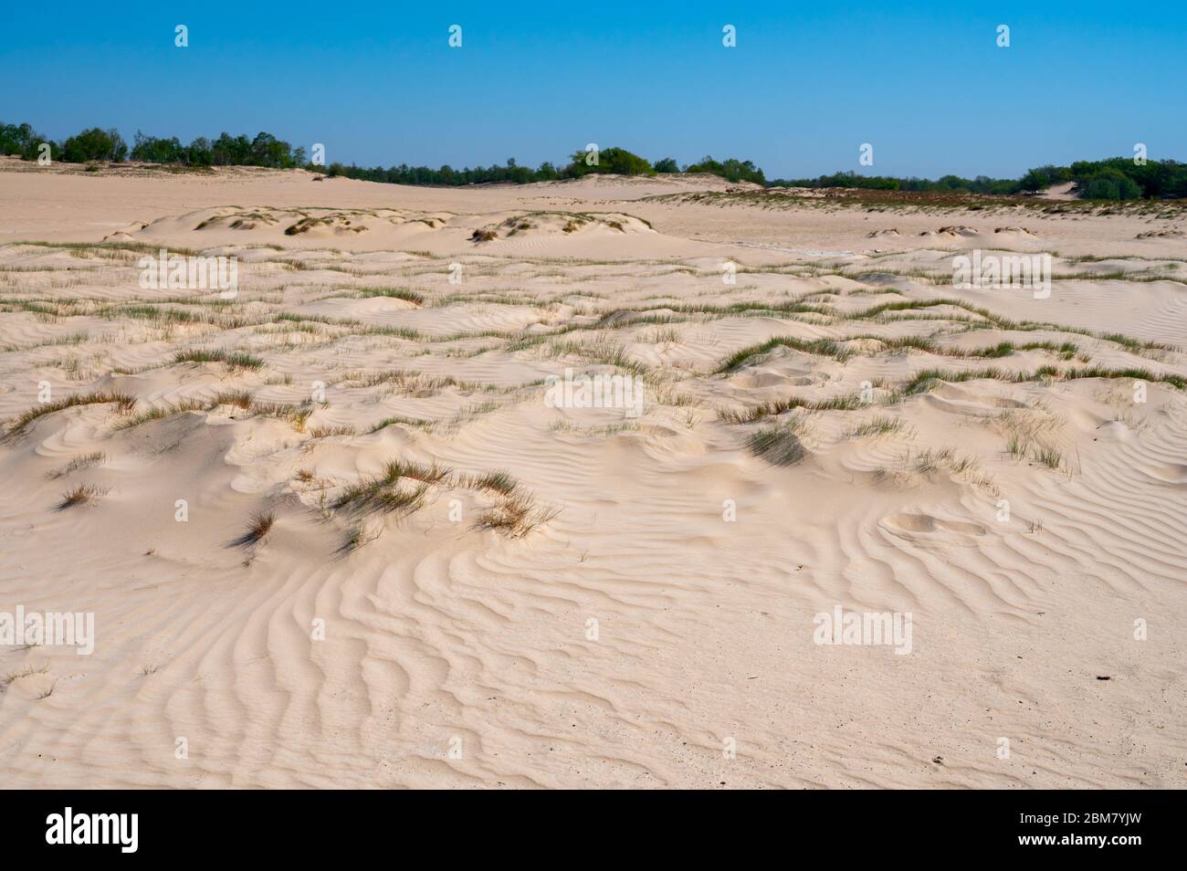 Wüste Naturlandschaften im Nationalpark De Loonse en Drunense Duinen, Nordbrabant, Niederlande bei schönem Tag Stockfoto