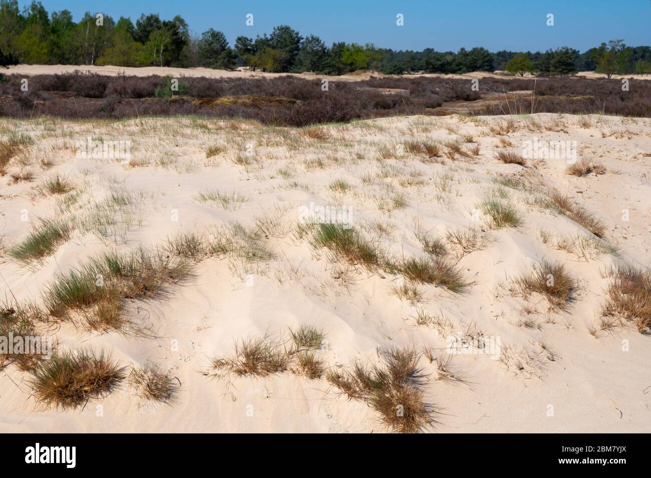Wüste Naturlandschaften im Nationalpark De Loonse en Drunense Duinen, Nordbrabant, Niederlande bei schönem Tag Stockfoto