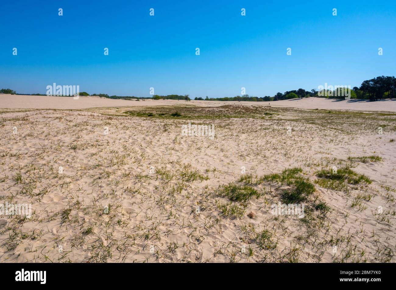 Wüste Naturlandschaften im Nationalpark De Loonse en Drunense Duinen, Nordbrabant, Niederlande bei schönem Tag Stockfoto