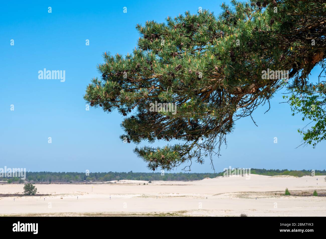 Wüste Naturlandschaften im Nationalpark De Loonse en Drunense Duinen, Nordbrabant, Niederlande bei schönem Tag Stockfoto