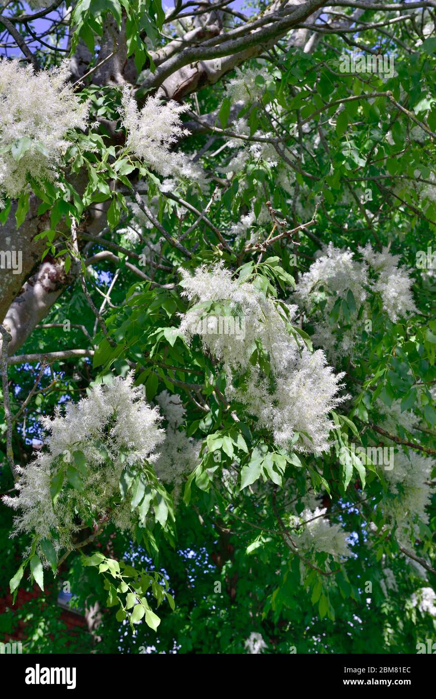 Blühende Esche (Fraxinus excelsior), Frühjahr UK Stockfoto