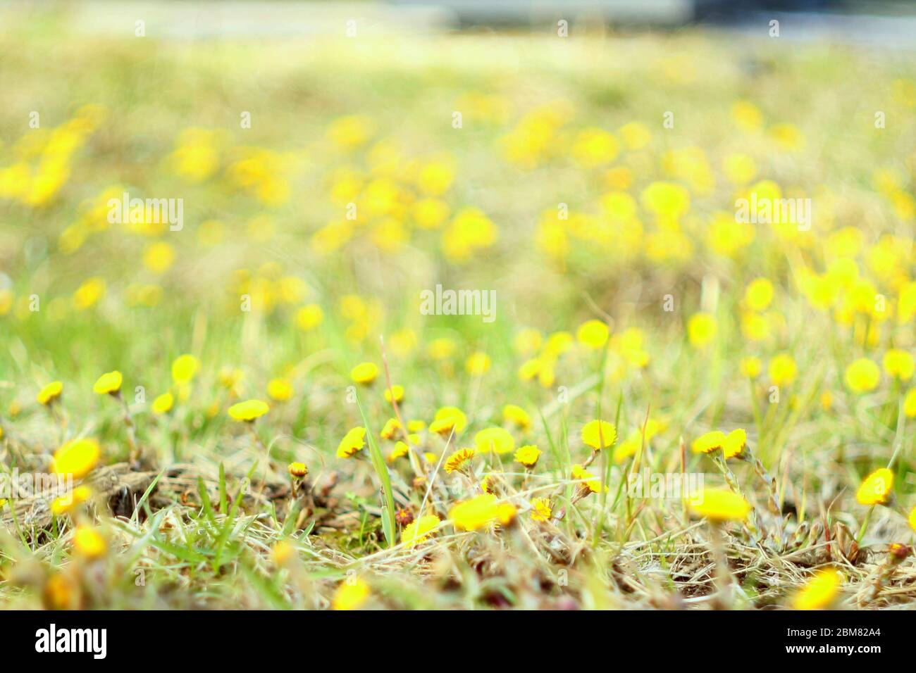 Erst frühling Fotos und Bildmaterial in hoher Auflösung Alamy