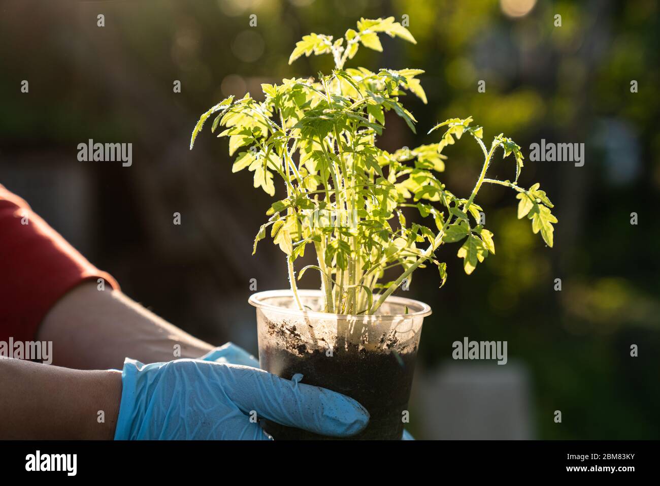 Weibliche Hände halten kleine weiße Topf mit Microgreens. Licht von der Sonne, Schatten. Selektiver Fokus, unscharfer Hintergrund. Stockfoto
