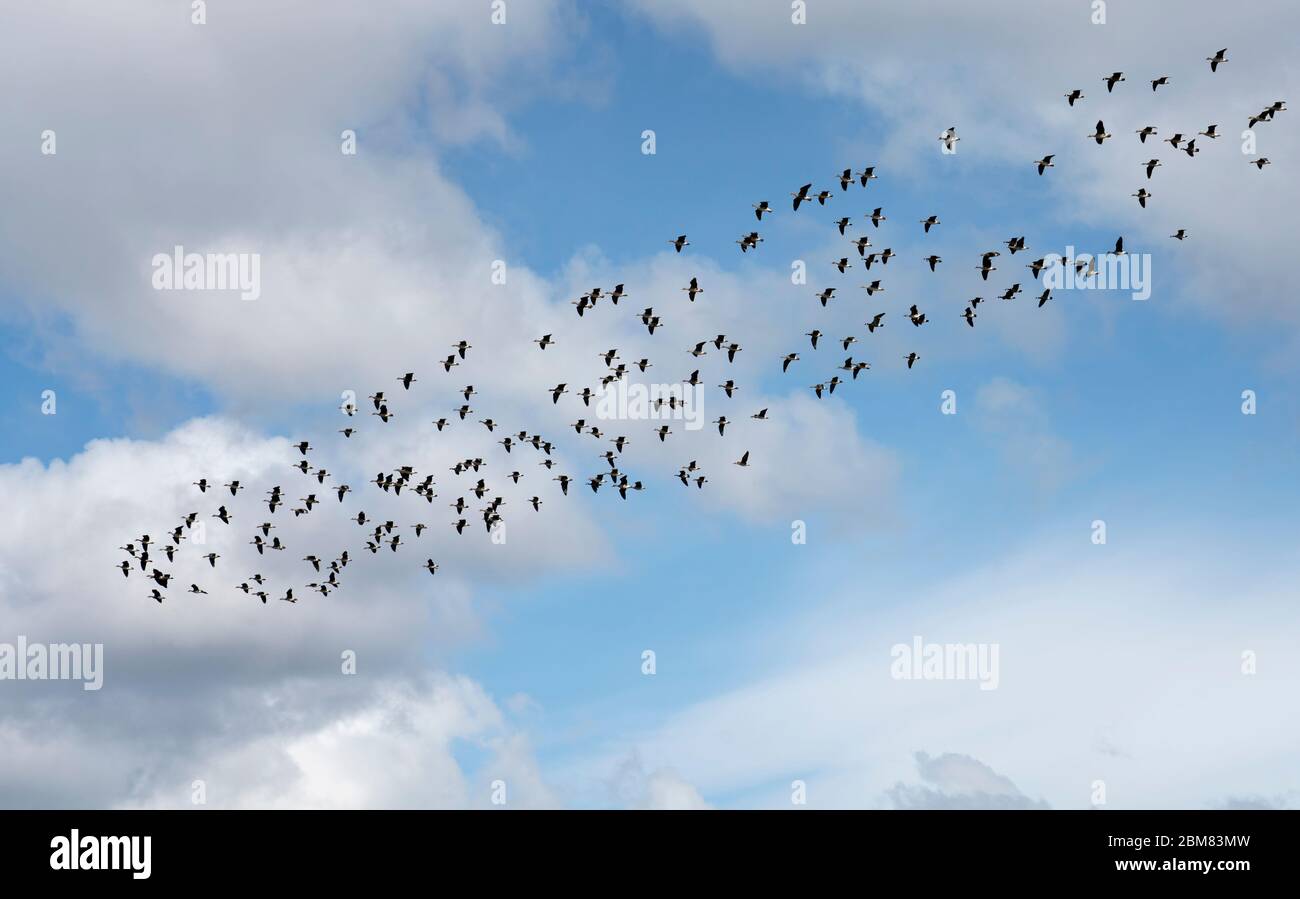 Große Schar von Schneegänsen, die im Frühjahr durch Südost-Alaska ziehen, mit blauem Himmel und Wolken. Stockfoto