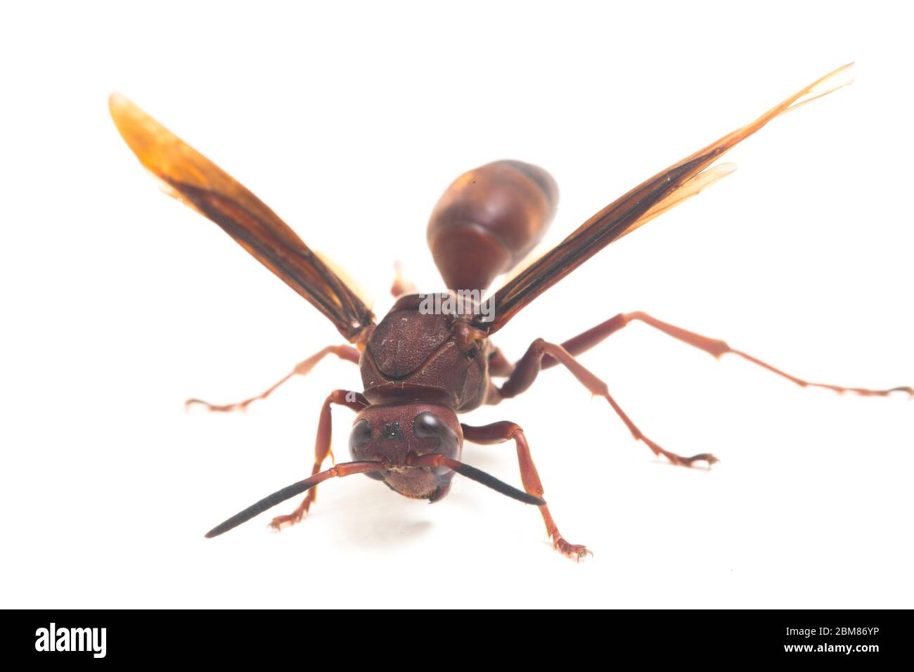 Polistes Carolina, Papierwasp, Rotwasp isoliert auf weißem Hintergrund Stockfoto