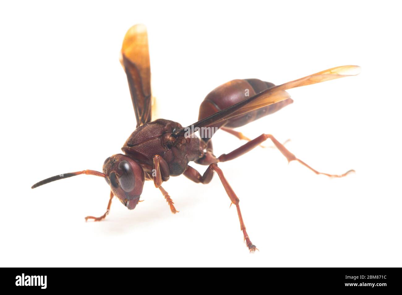 Polistes Carolina, Papierwasp, Rotwasp isoliert auf weißem Hintergrund Stockfoto