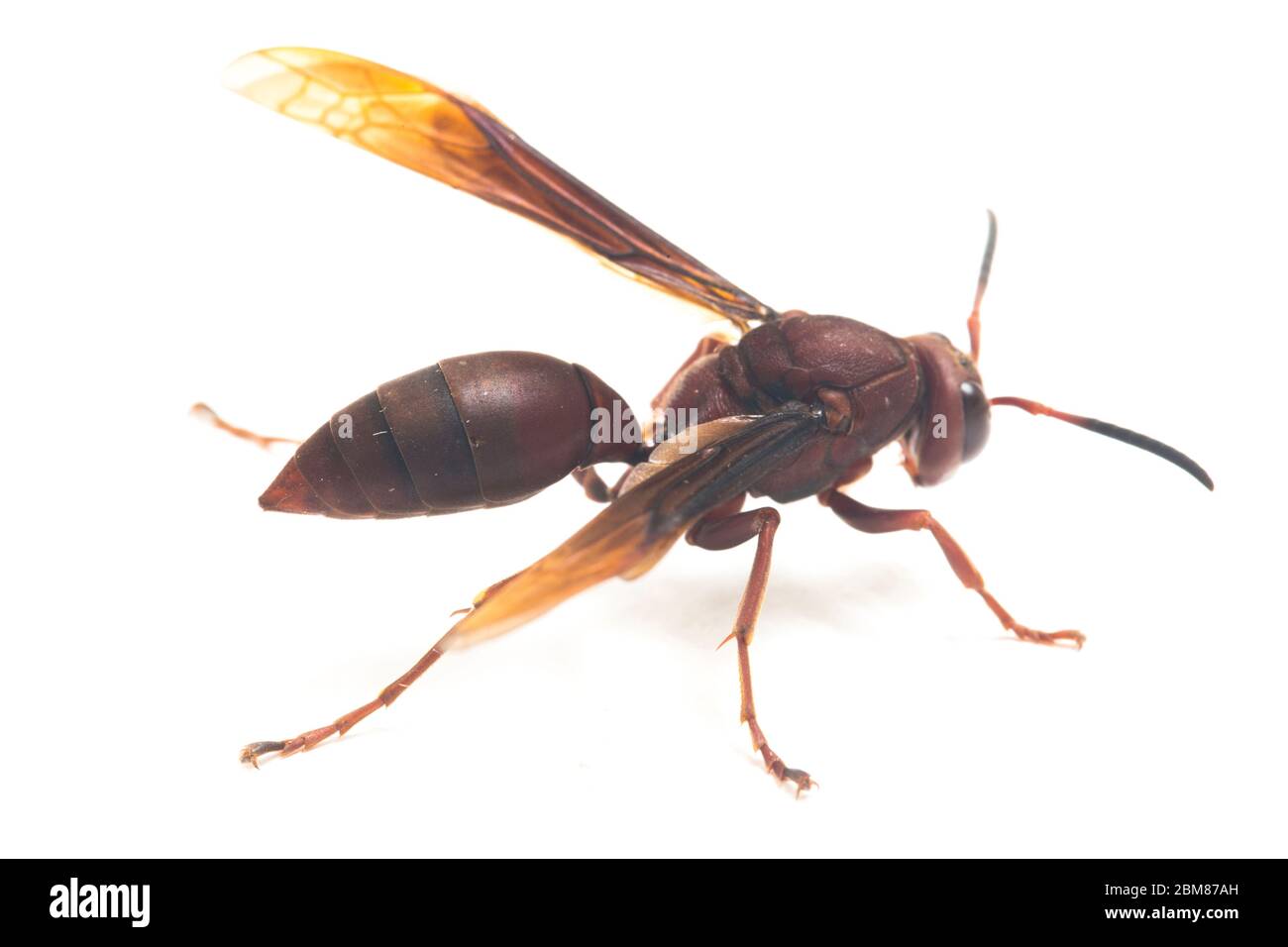 Polistes Carolina, Papierwasp, Rotwasp isoliert auf weißem Hintergrund Stockfoto