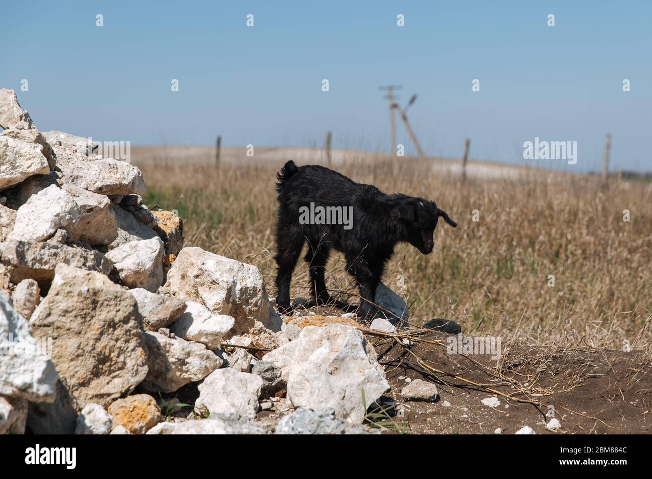 Kleine schwarze Ziege geht auf den Steinen. Stockfoto