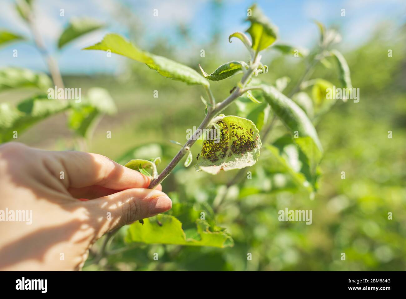 Blattläuse auf jungen Blättern am Apfelbaum, Nahaufnahme Stockfoto