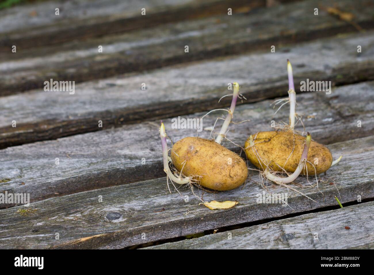 Gesprossene Kartoffeln auf Holztisch, horizontale Ausrichtung Stockfoto