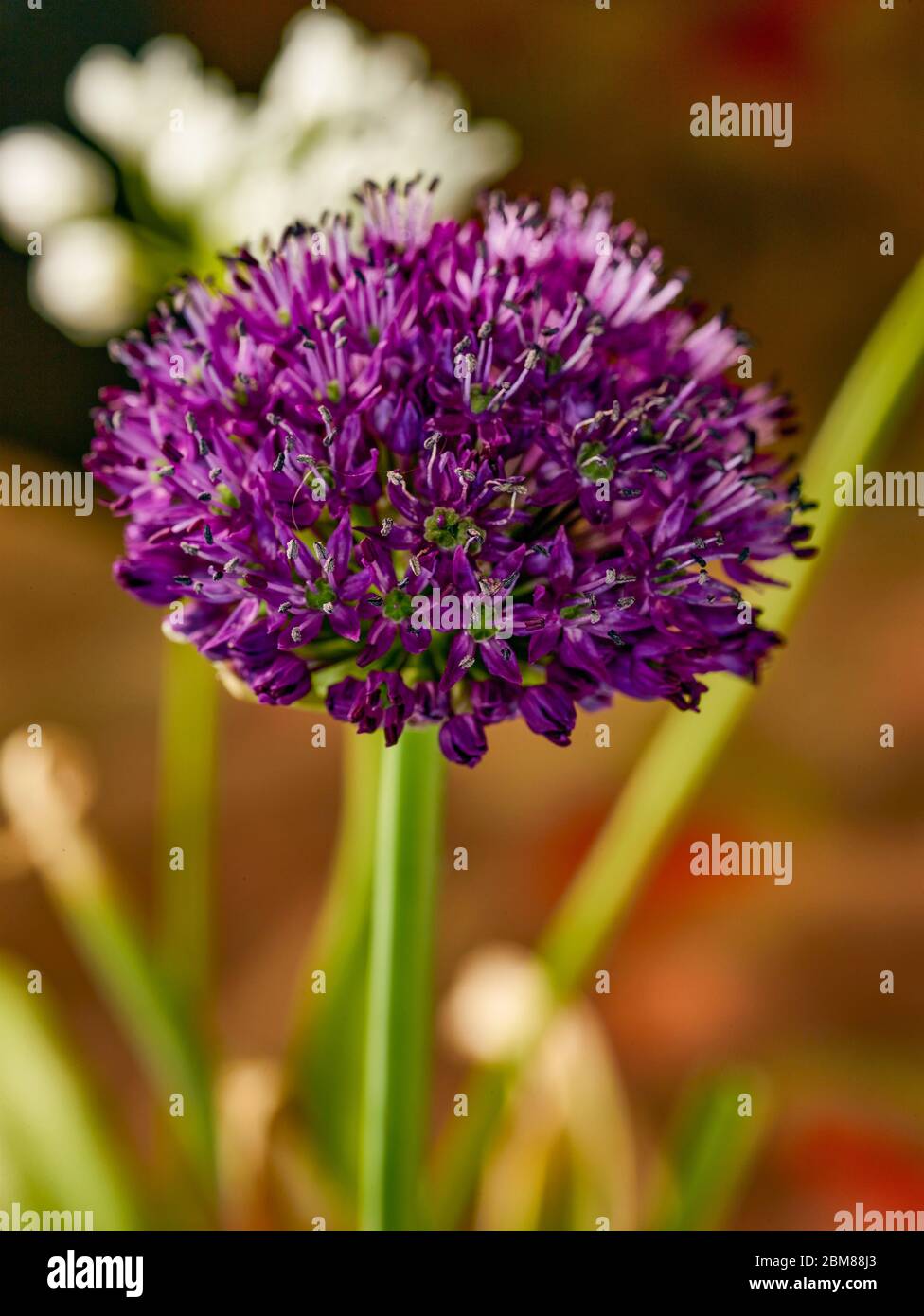 Allium hollandicum ornamentale Frühlingsblüte Zwiebel wächst im Frühjahr in einem Wohngarten Stockfoto