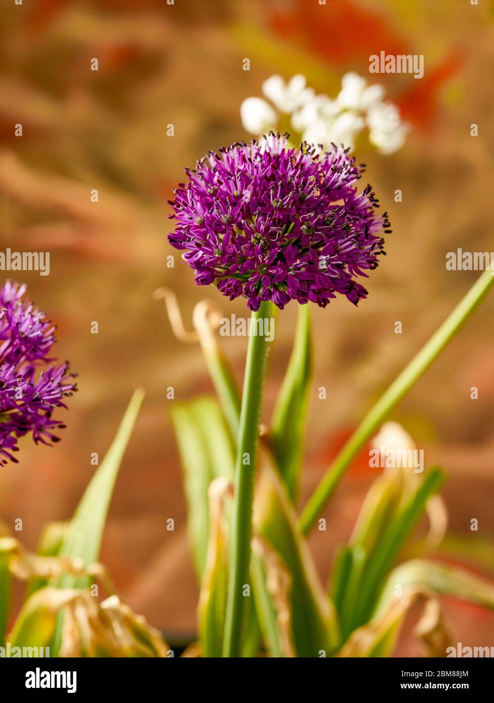 Allium hollandicum ornamentale Frühlingsblüte Zwiebel wächst im Frühjahr in einem Wohngarten Stockfoto