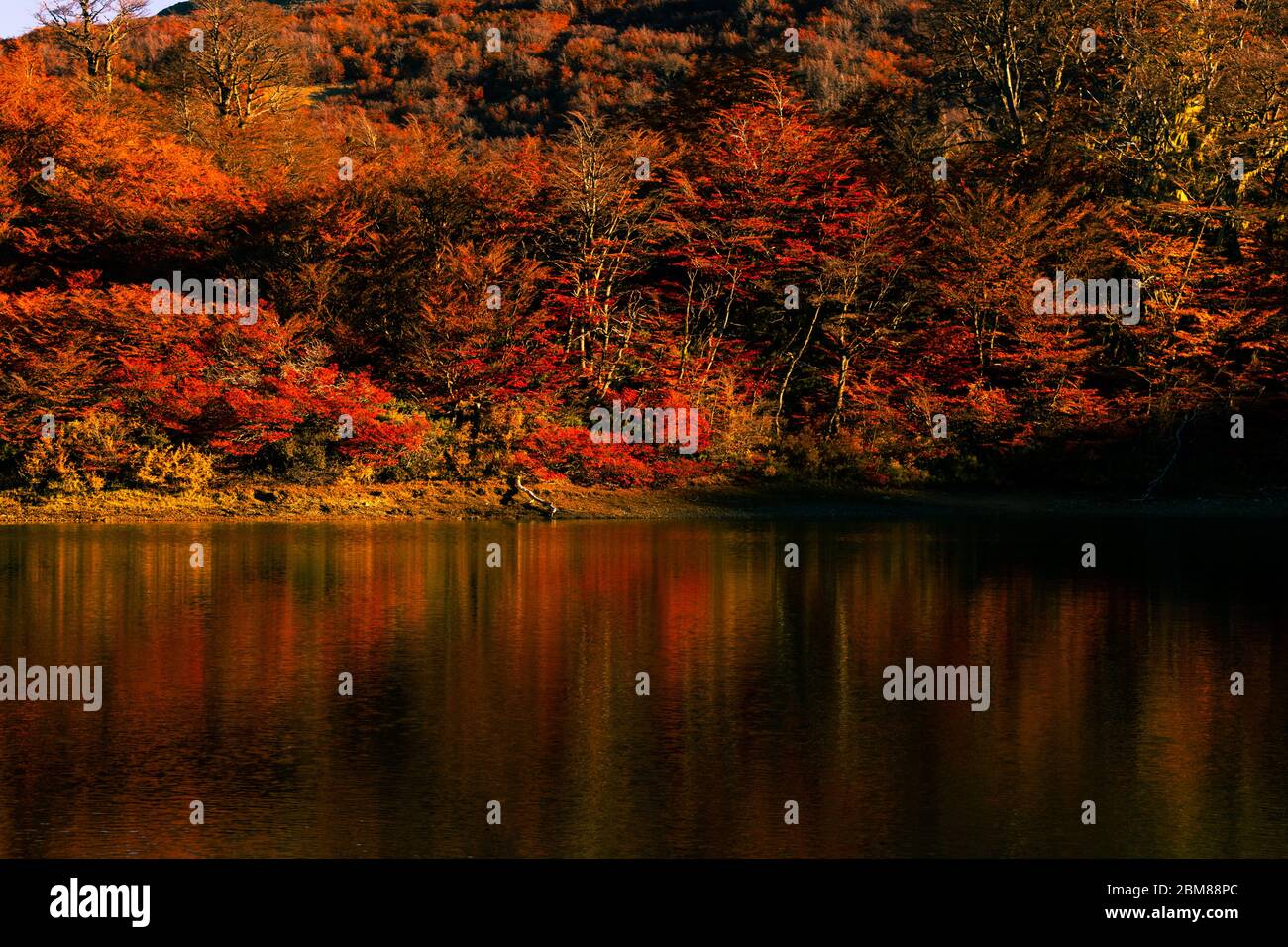 Spiegelung der Bäume über dem See Chalhuaco im Herbst Stockfoto