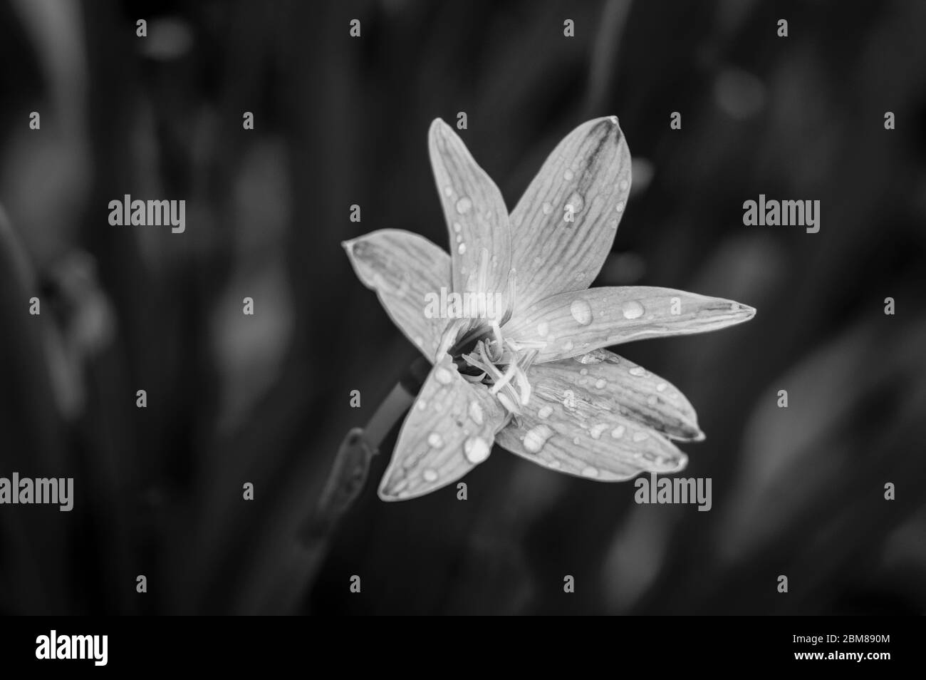 Süße Rosenblüten in der Natur mit den Tau-Tropfen Stockfoto