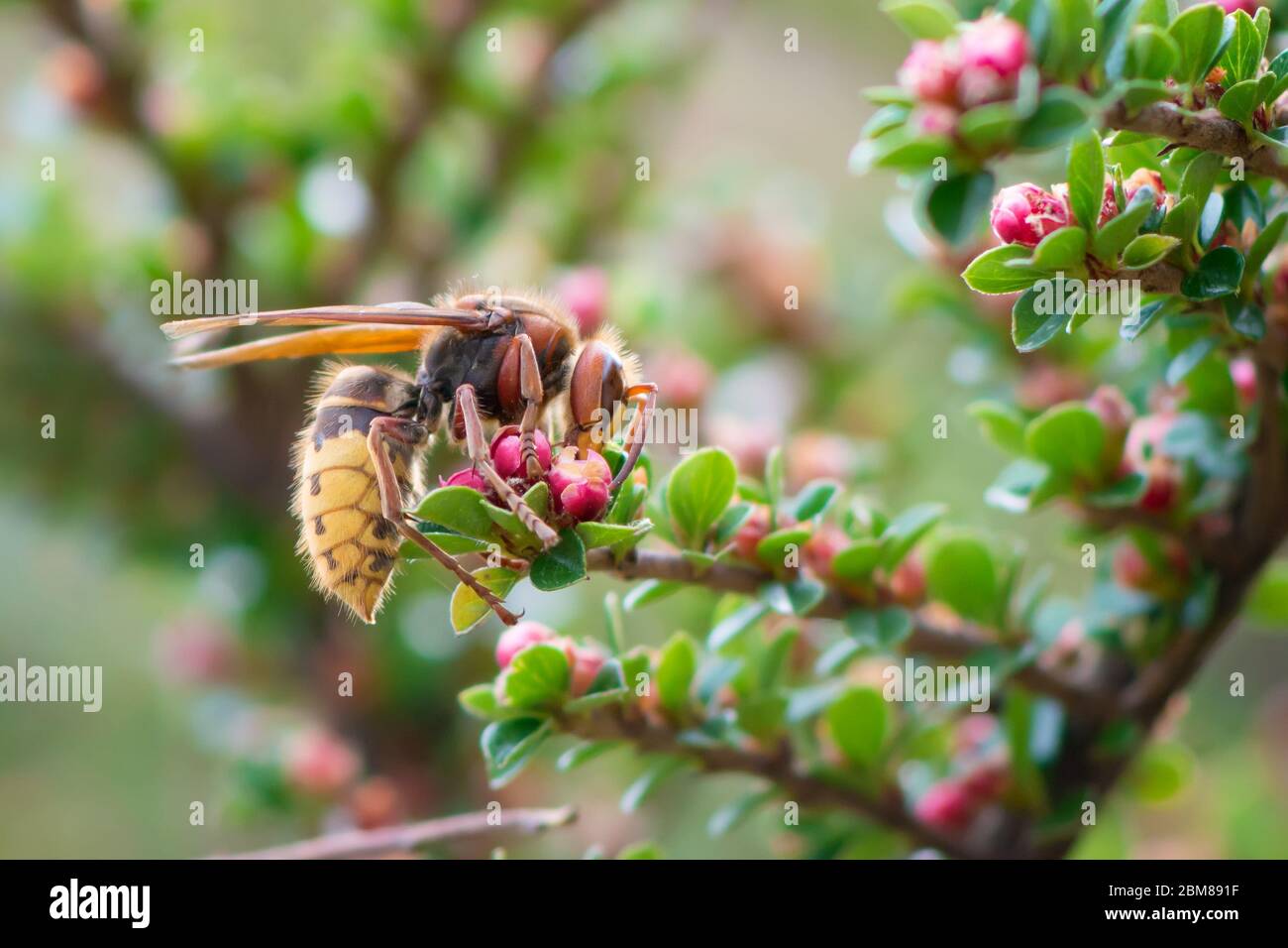 Ansicht der europäischen Hornisse (vespa crabro) Fütterung auf Cotoneaster Blume Nektar, grüner Hintergrund Stockfoto