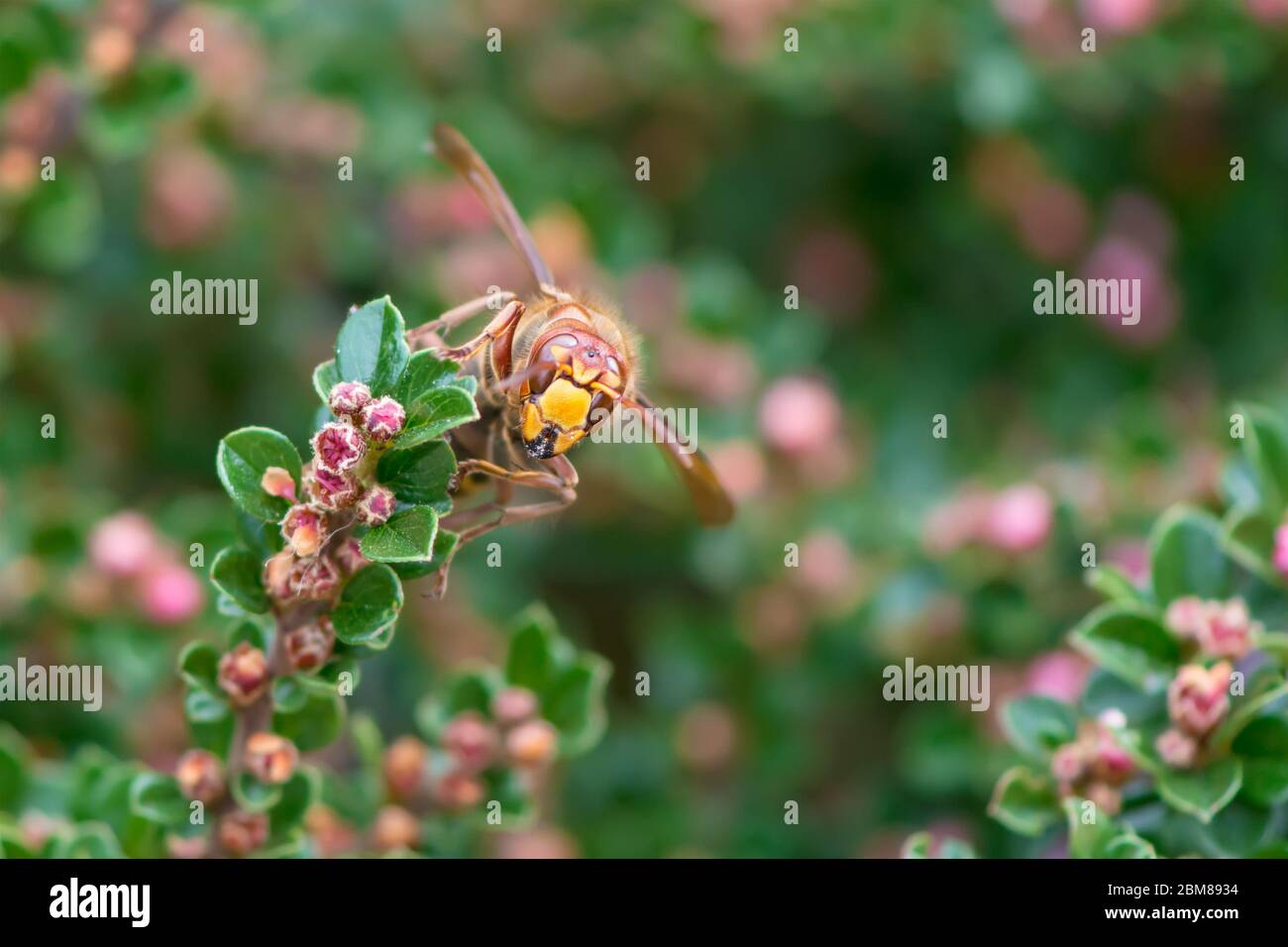 Ansicht der europäischen Hornisse (vespa crabro) Fütterung auf Cotoneaster Blume Nektar, grüner Hintergrund Stockfoto