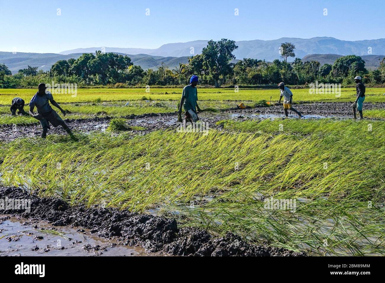 Die Reisbauern im Artibonite Valley in Haiti, einer landwirtschaftlichen Primärregion, hoffen, dass ein Regierungsprogramm zur Bewässerung tausender Hektar es ihnen erleichtern wird, ihre Gemeinden zu ernähren. (Anne Myriam Bolivar, GPJ Haiti) Stockfoto