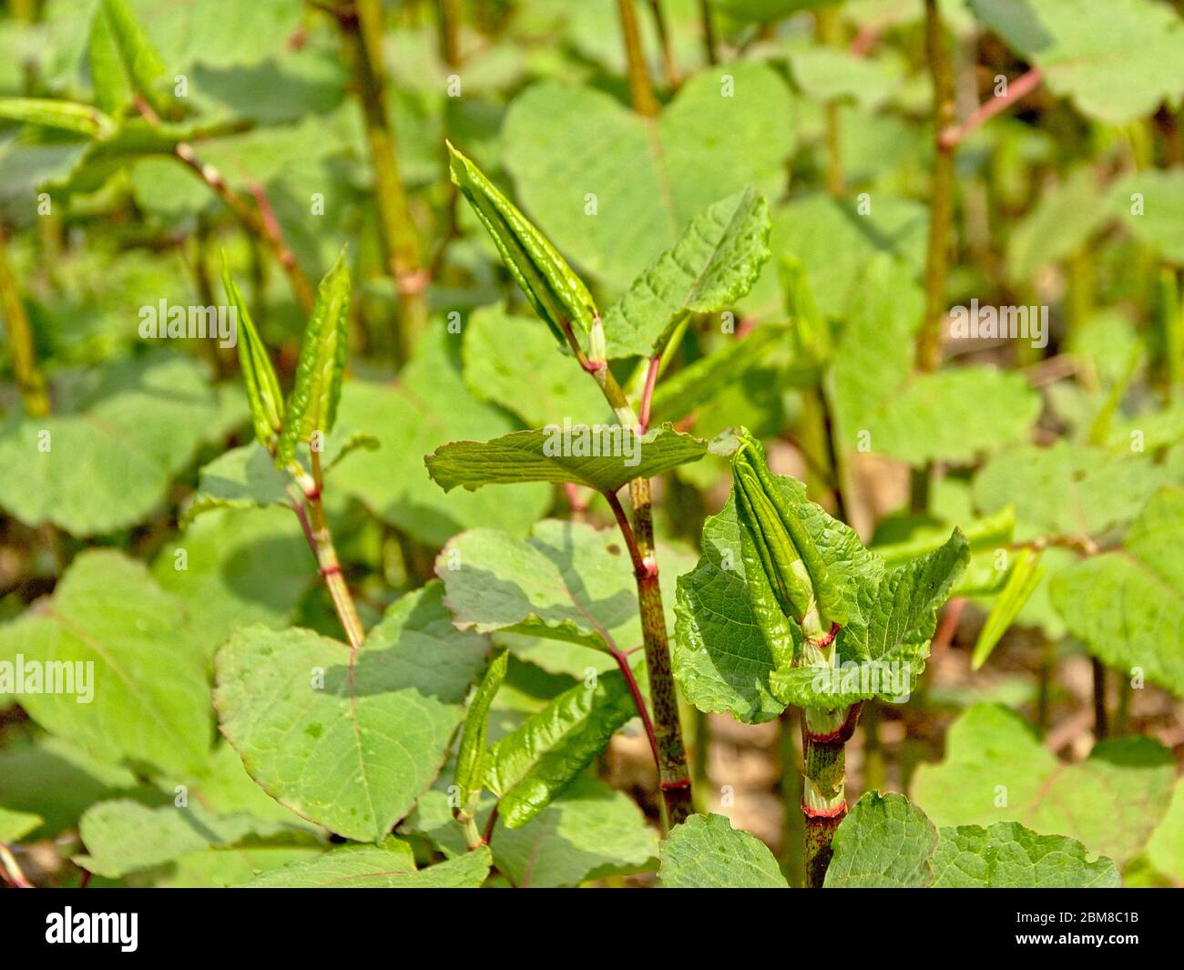 japanische Knoweed Pflanzen - Fallopia japonica Stockfoto