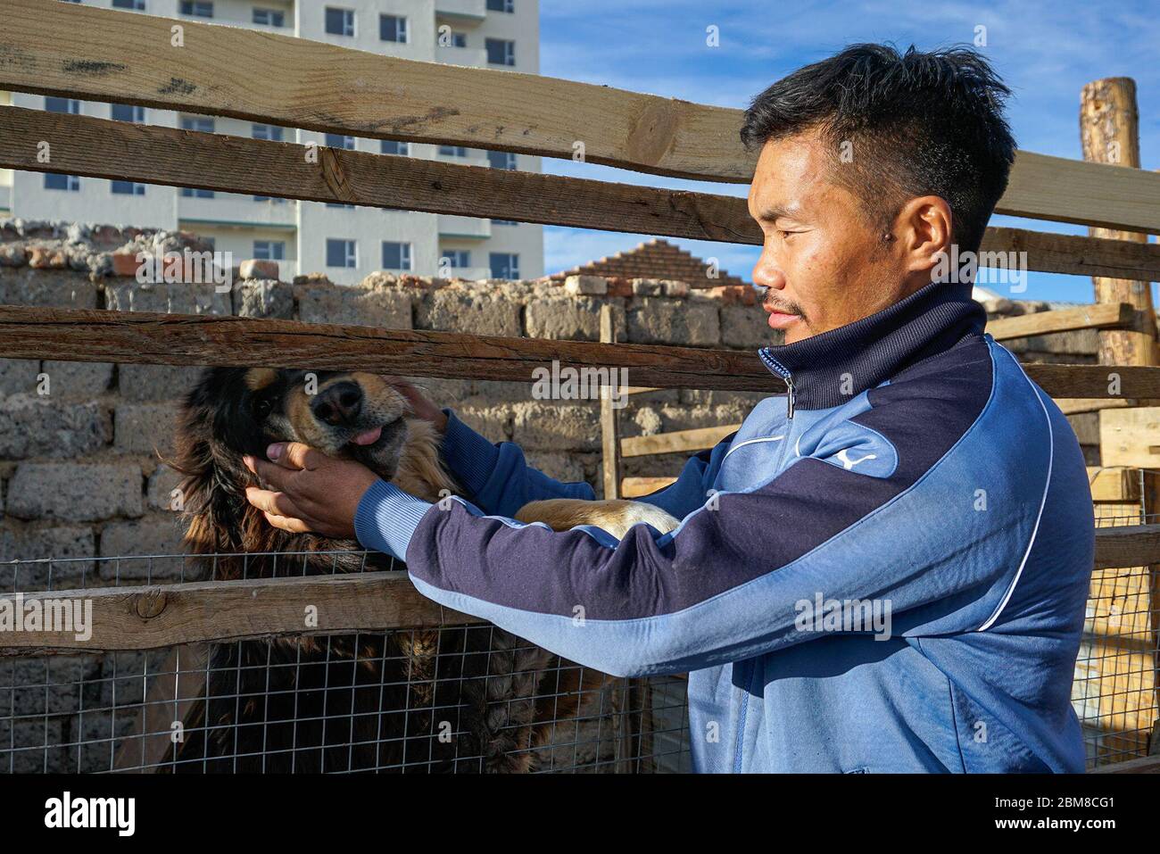 Naranbaatar Tsedensodnom, ein Hundezüchter, stutzt einen seiner mongolischen Bankhar-Hunde in der Provinz Umnugovi, Mongolei. Naranbaatar betreut 13 Hunde und 11 Welpen. Nomadische Hirten haben sich auf diese einheimischen Hunde seit Hunderten von Jahren verlassen, um ihre Herden zu schützen, aber die Bevölkerung der Rasse hat stetig abgenommen. Züchter hoffen, sie vor dem Aussterben zu retten. (Uranchieg Tsoghuu, GPJ Mongolei) Stockfoto