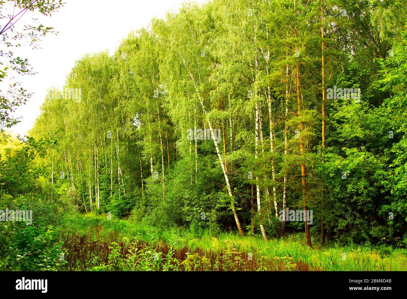 Rand eines dichten grünen Waldes im Sommer in Perspektive Stockfoto