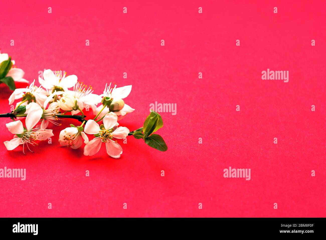 Weiße Kirschblüten auf rotem Hintergrund. Draufsicht. Kopierbereich Stockfoto