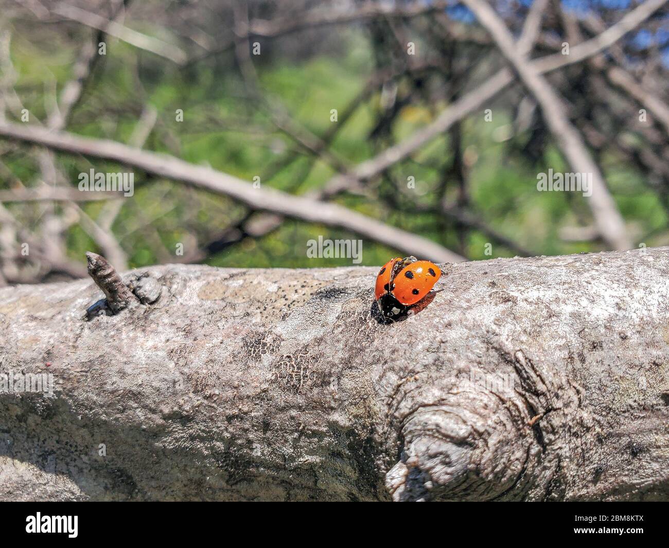 Spring orange Marienkäfer spreizte ihre Flügel in wilden sonnigen Landschaft, Insekten Tier Stockfoto