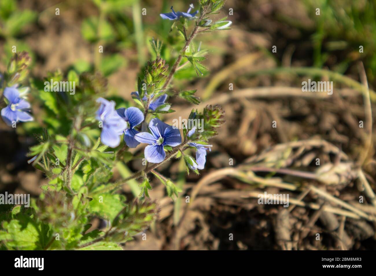 Frühling zarte blaue Blüten blühen, wilde Botanik Nahaufnahme mit grünen Blättern und verschwommenem Hintergrund. Stockfoto