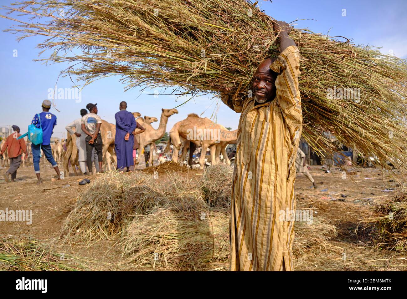 Arbeiter schleppen ein riesiges Bündel Stroh, um Kamele auf dem Kano Fleischmarkt zu füttern. Stockfoto