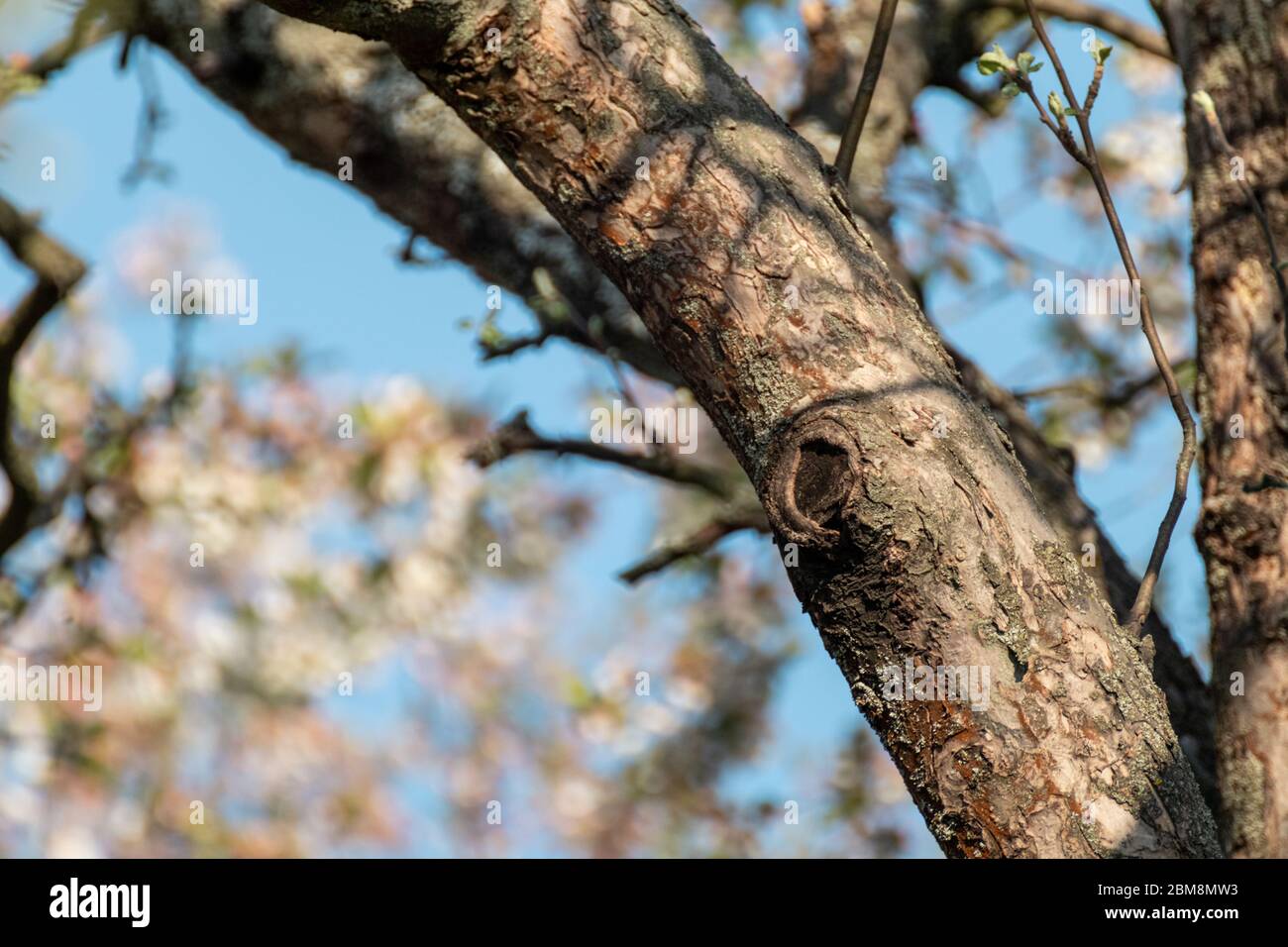 Weißer Apfel alter Baum mit Schnitt von heilenden Zweig. Baumchirurg, Baumpfleger, Stumpf, wo der Ast war. Garten mit blauem sonnigen Himmel verschwommen Hintergrund Stockfoto