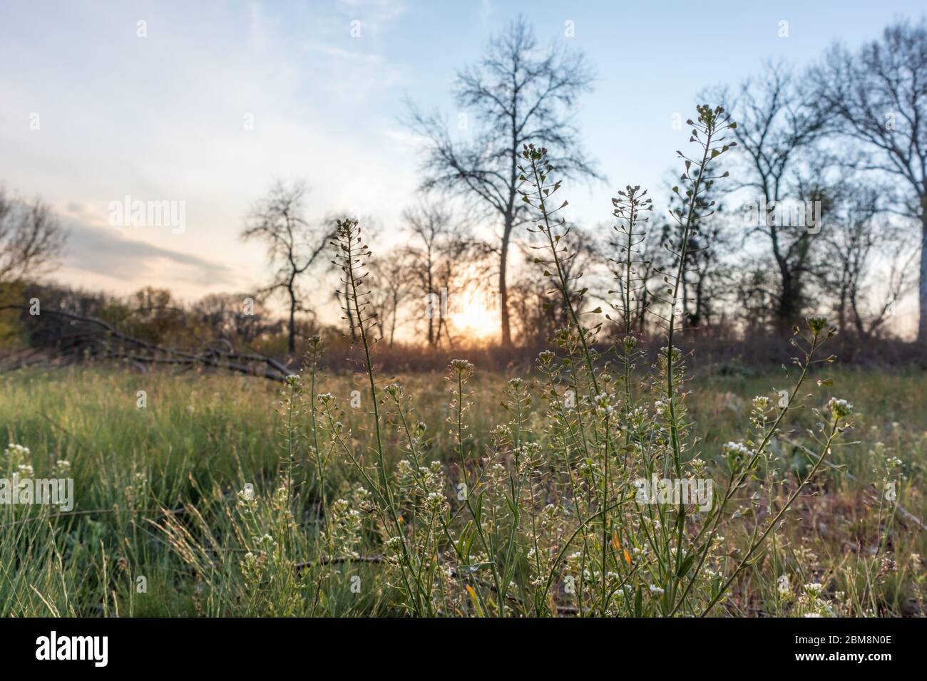 Orange Sonnenuntergang Sonne hinter Frühlingsbäumen mit grünen frischen wilden Rasen beleuchtet mit warmem Sonnenlicht schließen. Reine Vegetation Wachstumsperiode Stockfoto