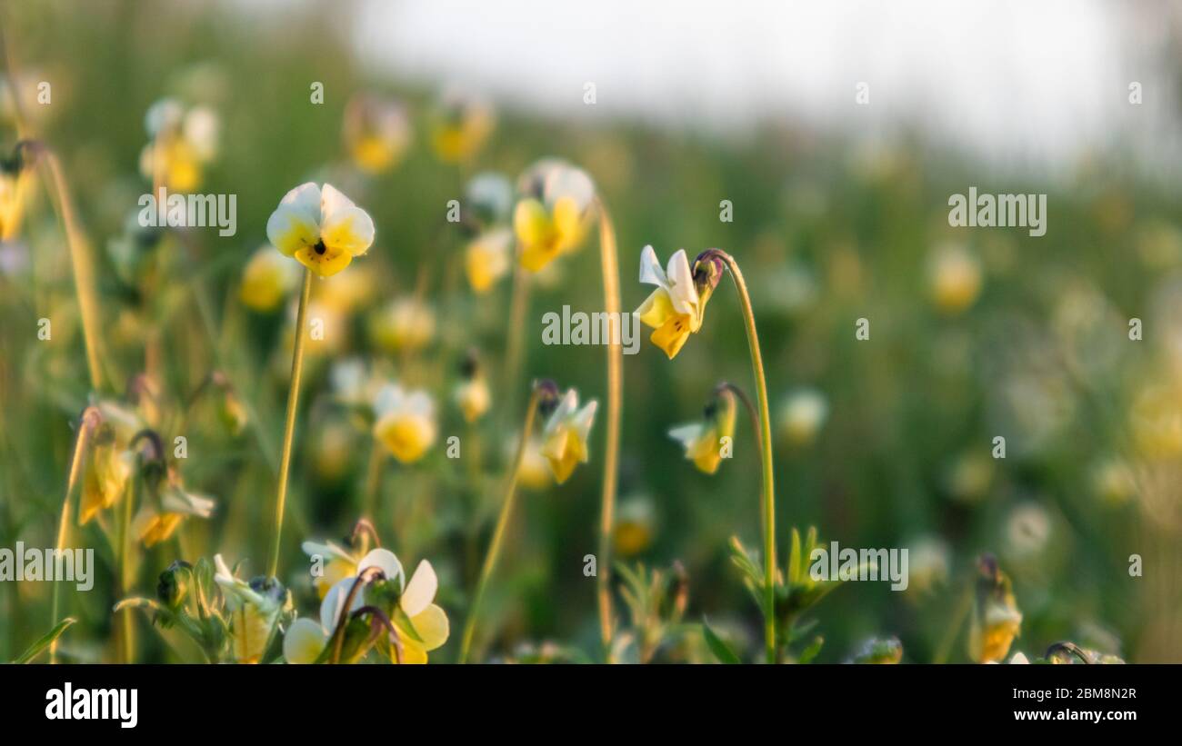 Feld Mini Veilchen kleine weiße und gelbe Blumen Gras Makro Nahaufnahme Sonnenlicht durch mit verschwommenem Hintergrund Stockfoto